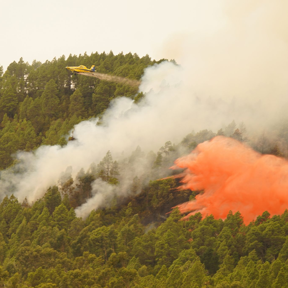 Ein Löschflugzeug wirft Wasser auf den Waldbrand in der Nähe der Gemeinde El Rosario auf Teneriffa. - Foto: Europa Press/EUROPA PRESS/dpa
