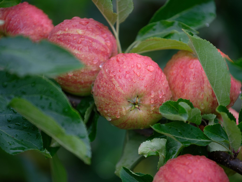 Äpfel der Sorte Gala hängen auf einem Obsthof in Meckenheim an einem Baum. - Foto: Henning Kaiser/dpa