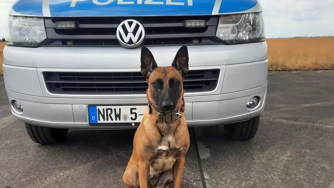 HZA-BI: Zollhündin Skadi erschnüffelt 22 Kilo Marihuana in zwei Koffern/Bielefelder Zoll landet bei Kontrolle eines Reisebusses auf der A2 einen Volltreffer - Bild: presseportal.de