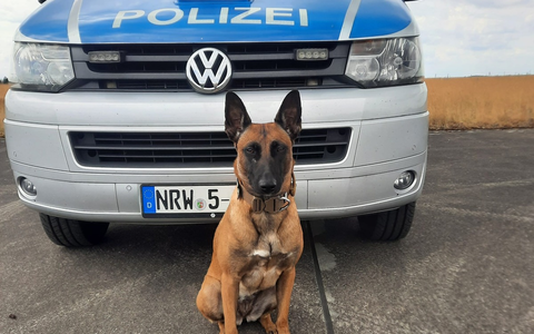 HZA-BI: Zollhündin Skadi erschnüffelt 22 Kilo Marihuana in zwei Koffern/Bielefelder Zoll landet bei Kontrolle eines Reisebusses auf der A2 einen Volltreffer - Foto: presseportal.de HZA-BI: Zollhündin Skadi erschnüffelt 22 Kilo Marihuana in zwei Koffern/Bielefelder Zoll landet bei Kontrolle eines Reisebusses auf der A2 einen Volltreffer - Foto: presseportal.de