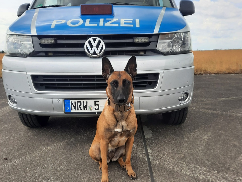 HZA-BI: Zollhündin Skadi erschnüffelt 22 Kilo Marihuana in zwei Koffern/Bielefelder Zoll landet bei Kontrolle eines Reisebusses auf der A2 einen Volltreffer - Foto: presseportal.de