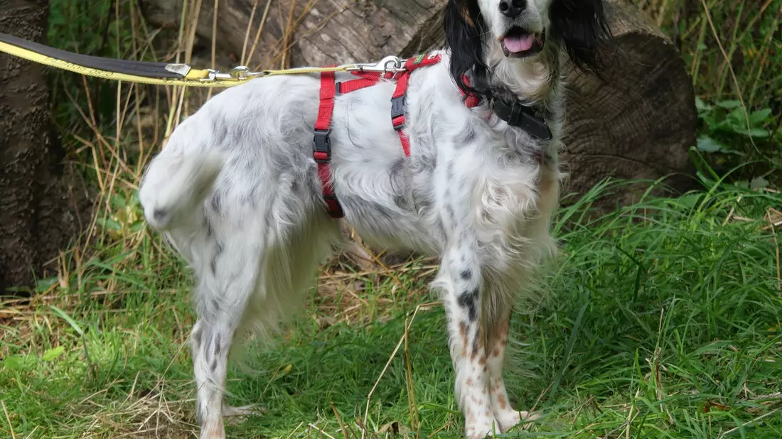 Hund Cloe lebt im Tierheim Ludwigsburg, das überfüllt ist - wie viele Tierheime in Deutschland. - Bild: -/Tierheim Ludwigsburg/dpa