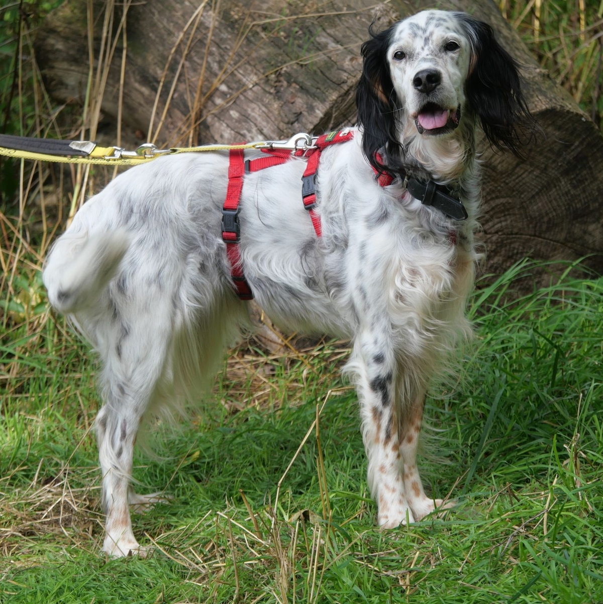 Hund Cloe lebt im Tierheim Ludwigsburg, das überfüllt ist - wie viele Tierheime in Deutschland. - Foto: -/Tierheim Ludwigsburg/dpa