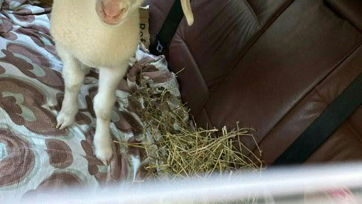 Ein Lämmchen sitzt auf dem Rücksitz eines PKW. - Foto: Unbekannt/POLIZEI SALZBURG/APA/dpa