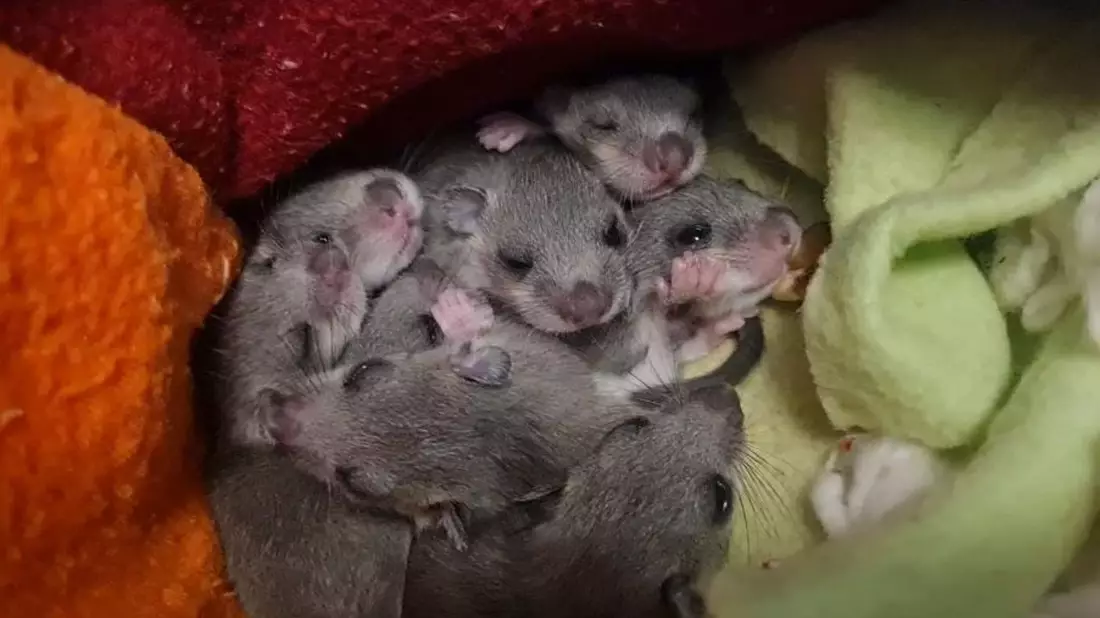 Eine Siebenschläfer-Familie. Das Muttertier hatte sich laut Wildtierwaisen-Schutzstation mit acht Jungen in einer Badezimmerschublade eingenistet. - Bild: Sabine Gallenberger/Wildtierwaisen-Schutz e.V./dpa
