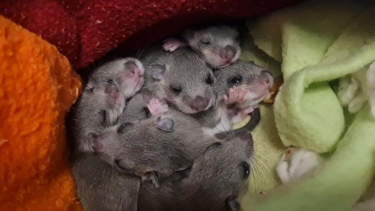 Eine Siebenschläfer-Familie. Das Muttertier hatte sich laut Wildtierwaisen-Schutzstation mit acht Jungen in einer Badezimmerschublade eingenistet. - Foto: Sabine Gallenberger/Wildtierwaisen-Schutz e.V./dpa