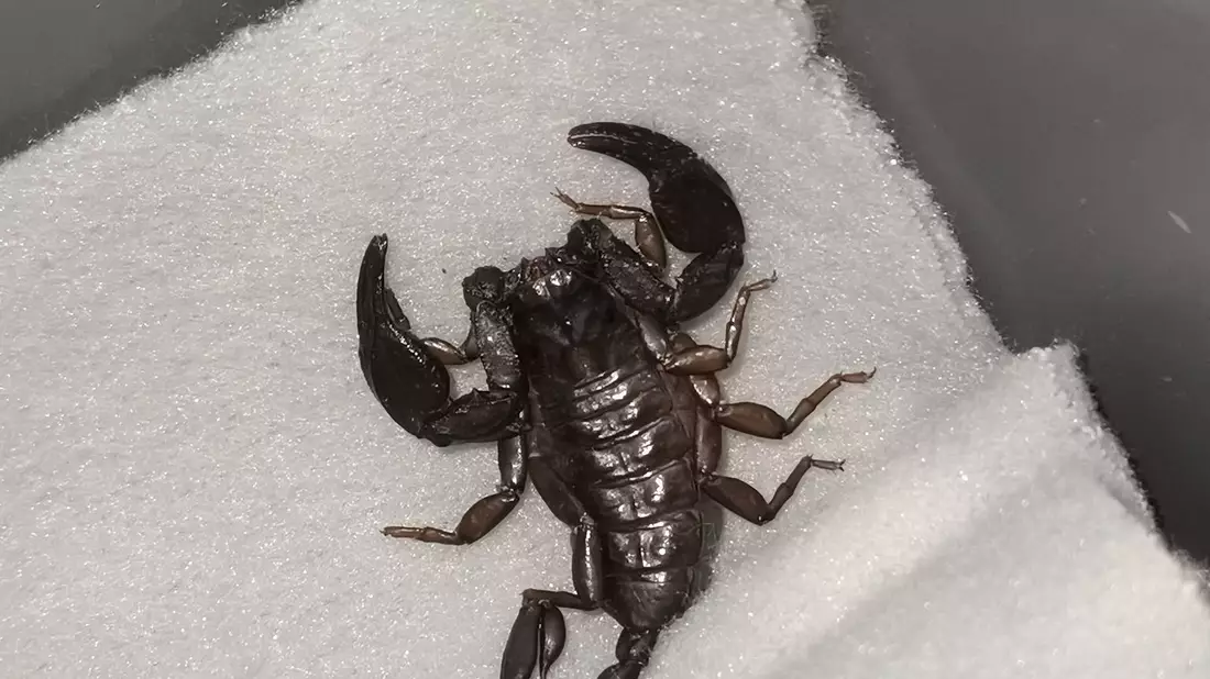 Wie ist der Skorpion nach Göppingen gekommen? (Symbolbild) - Bild: -/ICARA.AT/dpa
