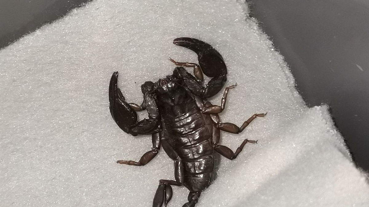 Wie ist der Skorpion nach Göppingen gekommen? (Symbolbild) - Foto: -/ICARA.AT/dpa