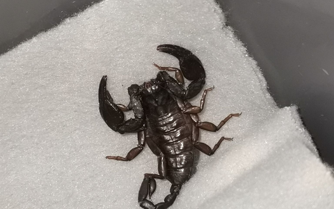 Wie ist der Skorpion nach Göppingen gekommen? (Symbolbild) - Foto: -/ICARA.AT/dpa