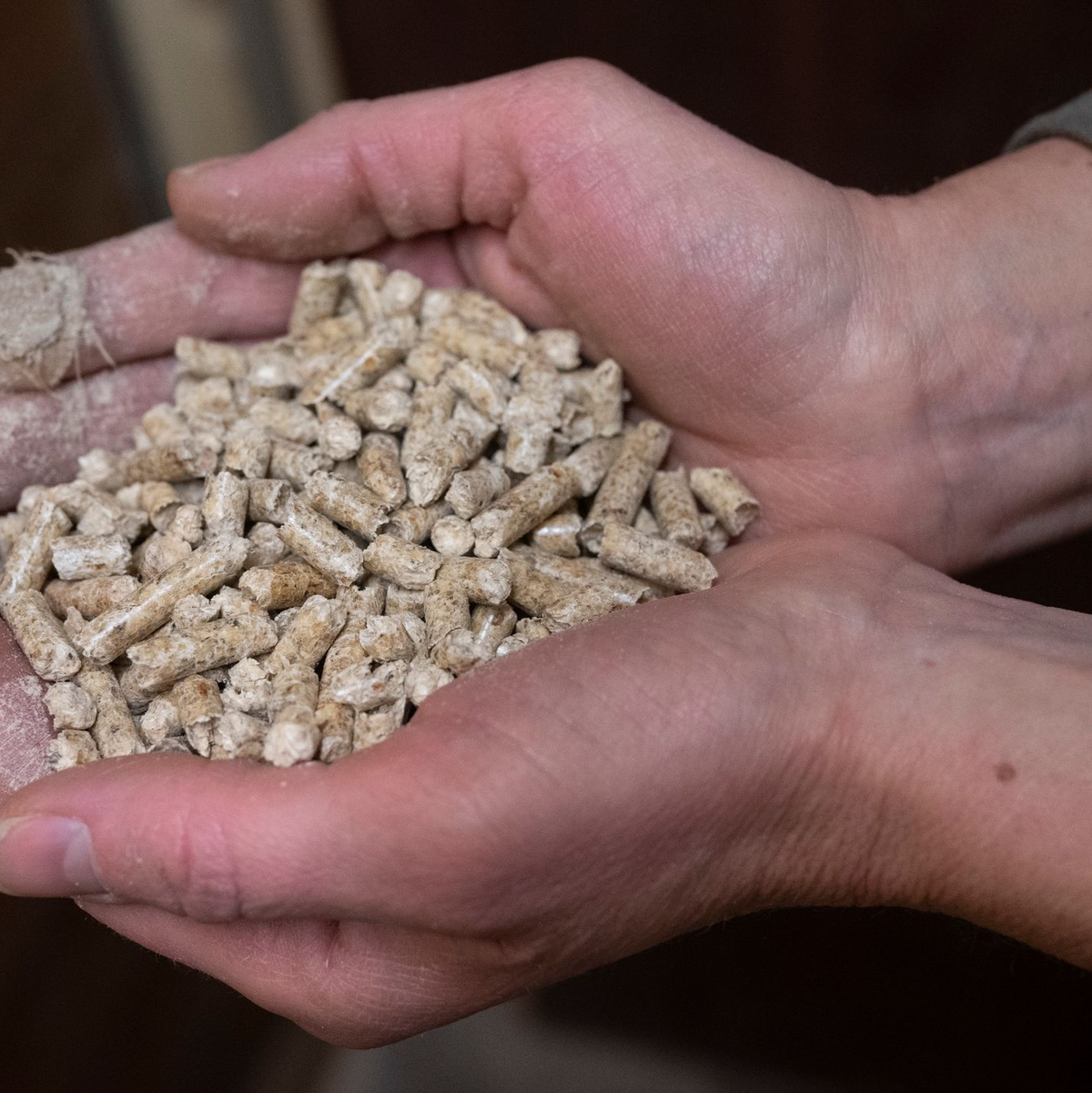 Eine Frau hält Holzpellets in den Händen. - Foto: Boris Roessler/dpa