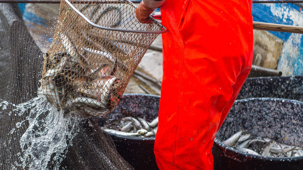 Die vergangenen fünf Jahre waren für den Ostseehering die historisch schlechtesten Jahre. - Foto: picture alliance / dpa