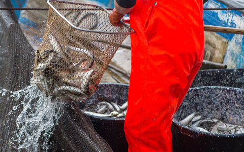 Die vergangenen fünf Jahre waren für den Ostseehering die historisch schlechtesten Jahre. - Foto: picture alliance / dpa