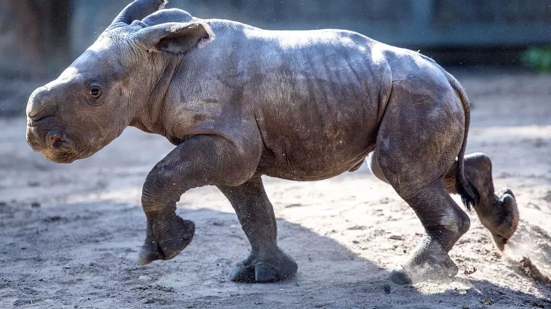 Das erst wenige Tage alte weibliches Nashornbaby erkundet erstmals die Außenanlagen im Schweriner Zoo. - Bild: Jens Büttner/dpa