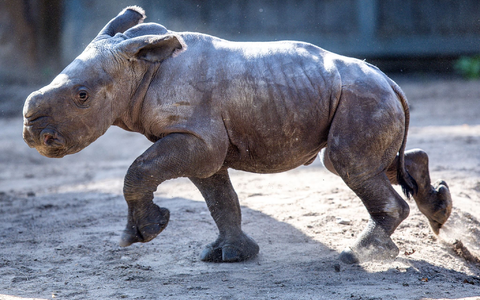 Das erst wenige Tage alte weibliches Nashornbaby erkundet erstmals die Außenanlagen im Schweriner Zoo. - Foto: Jens Büttner/dpa