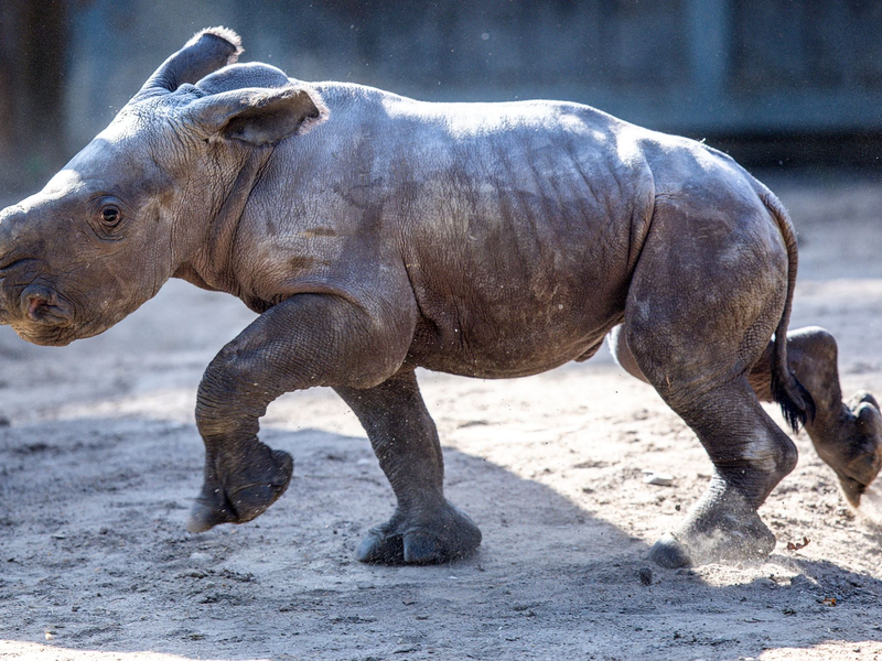 Das erst wenige Tage alte weibliches Nashornbaby erkundet erstmals die Außenanlagen im Schweriner Zoo. - Foto: Jens Büttner/dpa