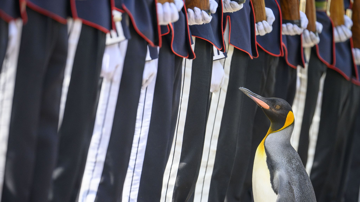 Königspinguin Sir Nils Olav erhält seine Auszeichnung von den Mitarbeitern des Edinburgher Zoos. - Foto: John Linton/PA Wire/dpa
