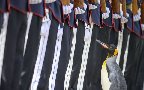 Königspinguin Sir Nils Olav erhält seine Auszeichnung von den Mitarbeitern des Edinburgher Zoos. - Foto: John Linton/PA Wire/dpa