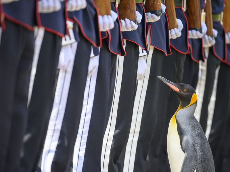 Königspinguin Sir Nils Olav erhält seine Auszeichnung von den Mitarbeitern des Edinburgher Zoos. - Foto: John Linton/PA Wire/dpa