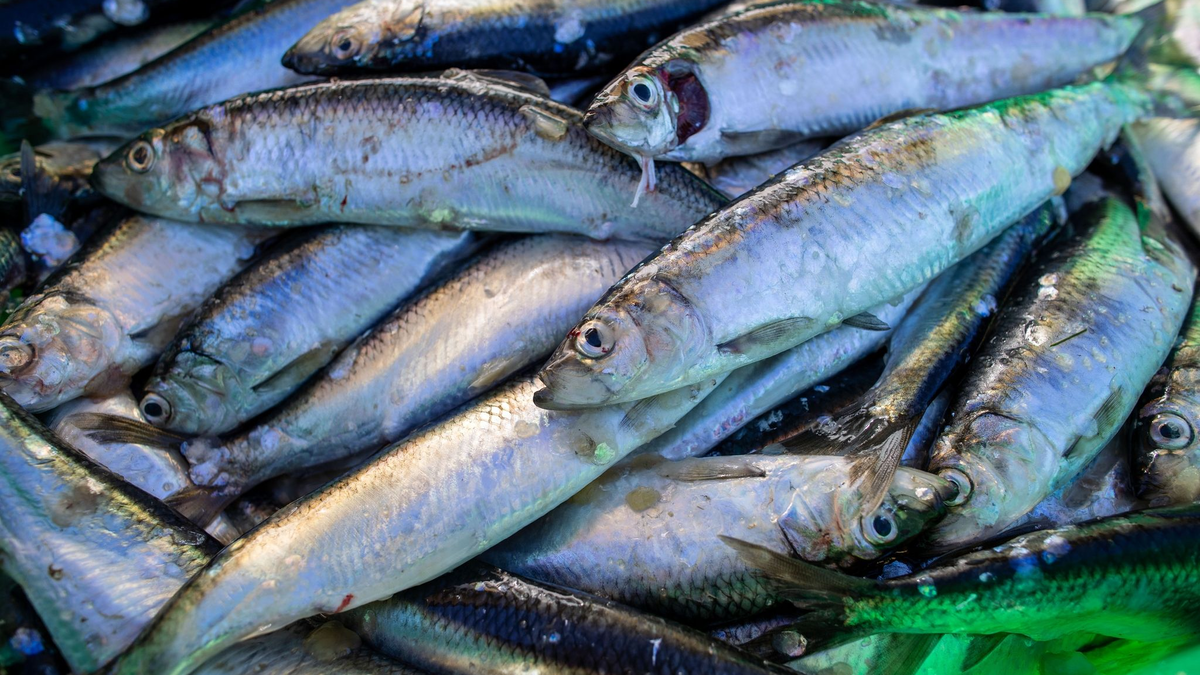 Frisch gefangene Heringe liegen in einer Fischkiste. - Foto: Jens Büttner/dpa-Zentralbild/dpa