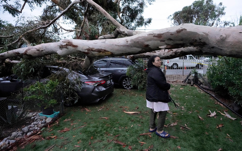 Umgestürzte Bäume nach dem Tropensturm «Hilary» im Sun Valley in Kalifornien. - Foto: Marcio Jose Sanchez/AP/dpa