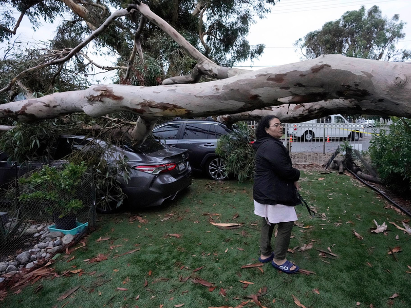 Umgestürzte Bäume nach dem Tropensturm «Hilary» im Sun Valley in Kalifornien. - Foto: Marcio Jose Sanchez/AP/dpa
