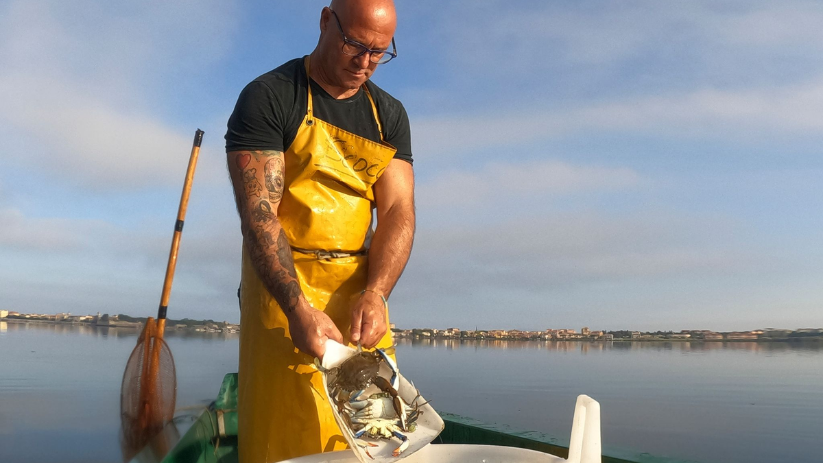 Ein Fischer schüttet Blaukrabben in einen Eimer. Die fremde Art taucht in Italien immer häufiger auf. - Foto: Luigi Navarra/AP