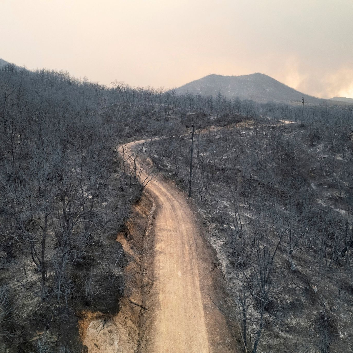 Ein verbrannter Wald in der Nähe der Stadt Alexandroupolis. - Foto: Achilleas Chiras/AP