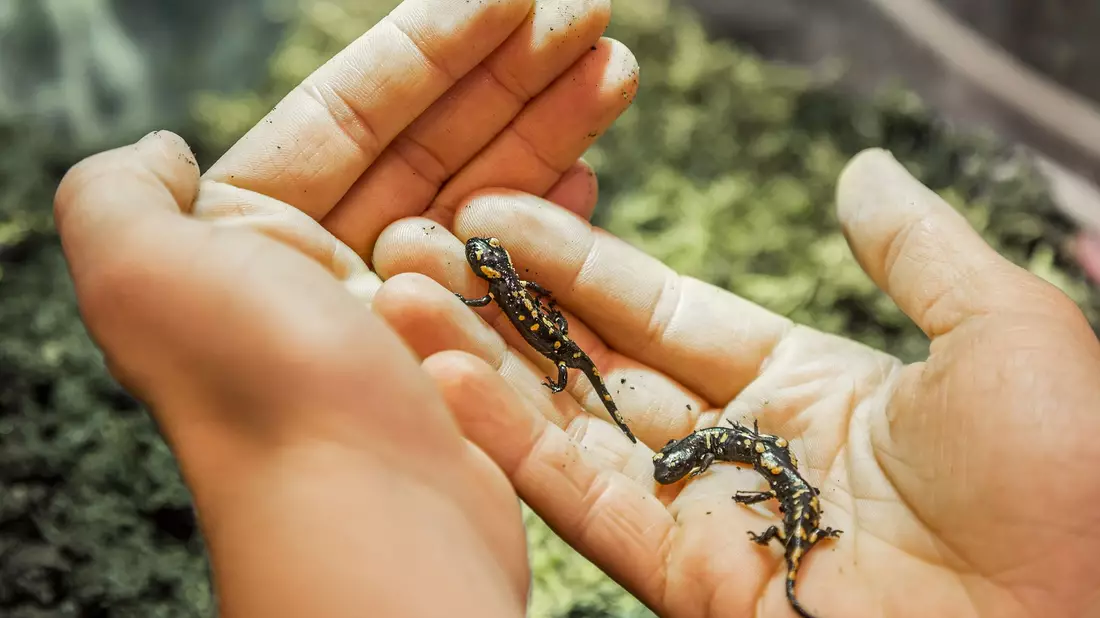 Der Feuersalamander-Nachwuchs wird ausgewildert. - Bild: Andreas Giesswein/NÖ Museum Betriebs GmbH/dpa