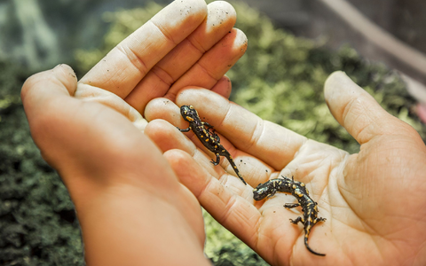 Der Feuersalamander-Nachwuchs wird ausgewildert. - Foto: Andreas Giesswein/NÖ Museum Betriebs GmbH/dpa
