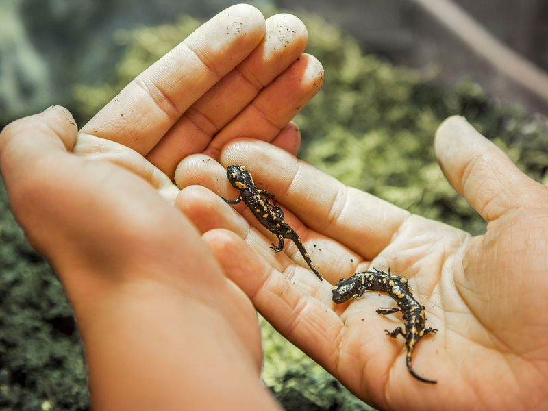 Der Feuersalamander-Nachwuchs wird ausgewildert. - Foto: Andreas Giesswein/NÖ Museum Betriebs GmbH/dpa