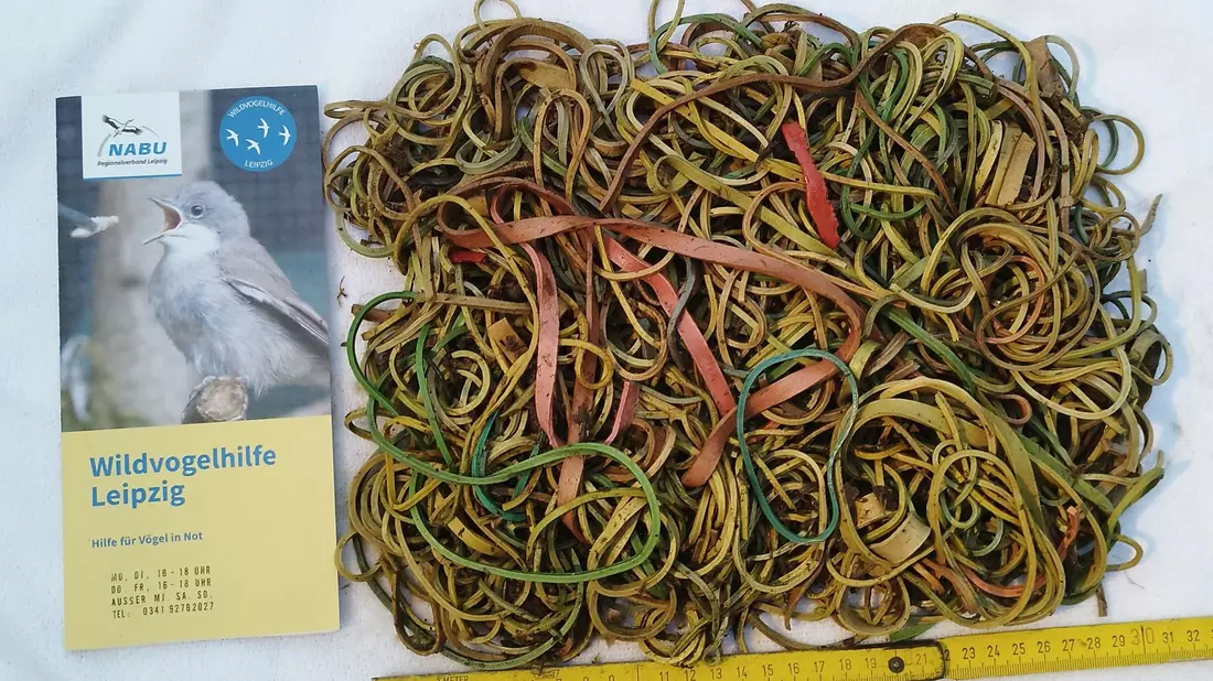 Bei einem Jungstorch aus Bad Dürrenberg wurde nach Angaben des Naturschutzbundes Nabu die tödliche Menge von rund 600 Gramm Gummibändern im Magen gefunden. - Bild: Karsten Peterlein/NABU Leipzig