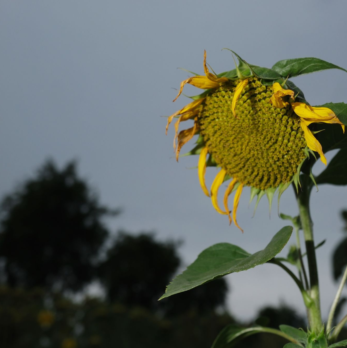 Eine verblühte Sonnenblume: Das Wetter in der kommenden Woche wird schon etwas herbstlich. - Foto: Sebastian Willnow/dpa