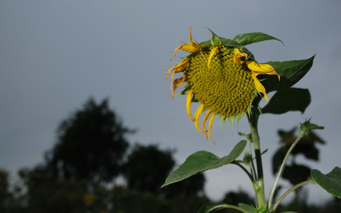 Eine verblühte Sonnenblume: Das Wetter in der kommenden Woche wird schon etwas herbstlich. - Foto: Sebastian Willnow/dpa