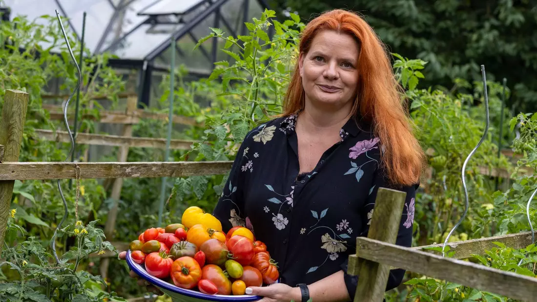 In Birgit Arndts Garten wachsen weit über 100 verschiedene Tomatensorten. - Bild: Christoph Reichwein/dpa