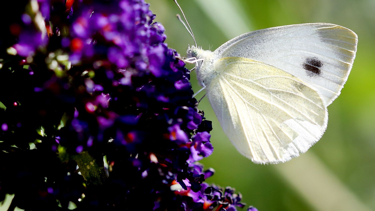 Der Karstweißling saugt an einem Schmetterlingsstrauch Blütennektar. - Foto: Roland Weihrauch/dpa