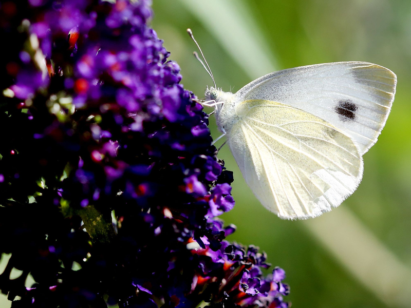 Der Karstweißling saugt an einem Schmetterlingsstrauch Blütennektar. - Foto: Roland Weihrauch/dpa