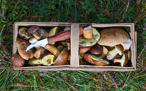 Der Korb eines Pilzsammlers. - Foto: Patrick Pleul/dpa-Zentralbild/dpa