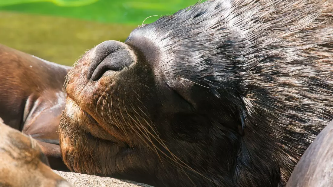 Eine Mähnenrobbe im Münchener Tierpark Hellabrunn (Archivbild). - Bild: Peter Kneffel/dpa