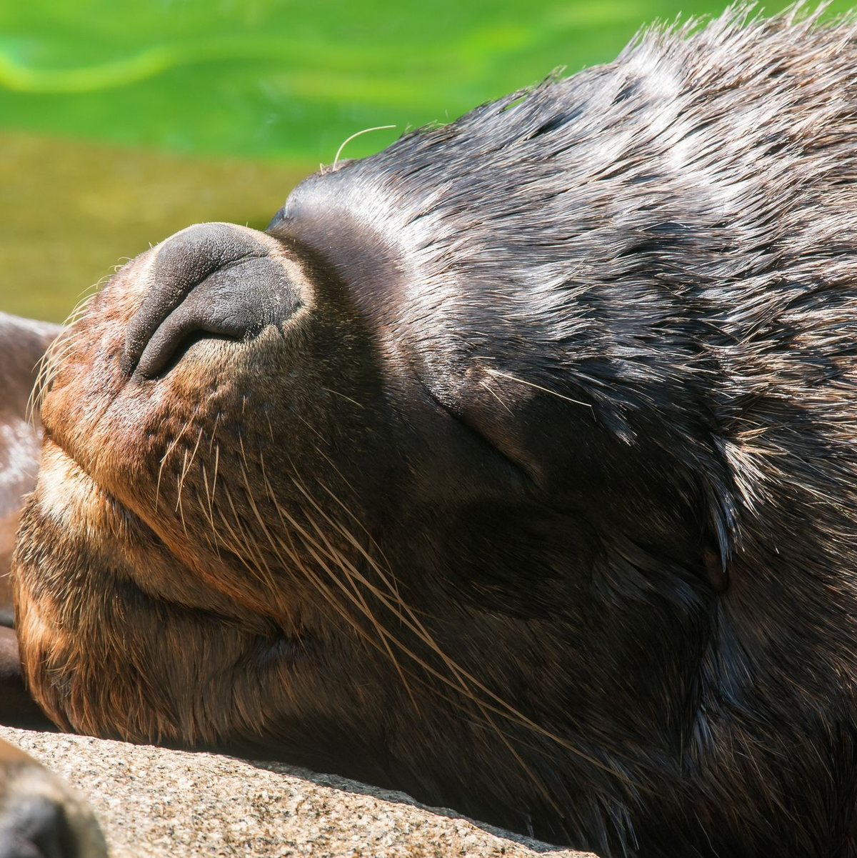 Eine Mähnenrobbe im Münchener Tierpark Hellabrunn (Archivbild). - Foto: Peter Kneffel/dpa