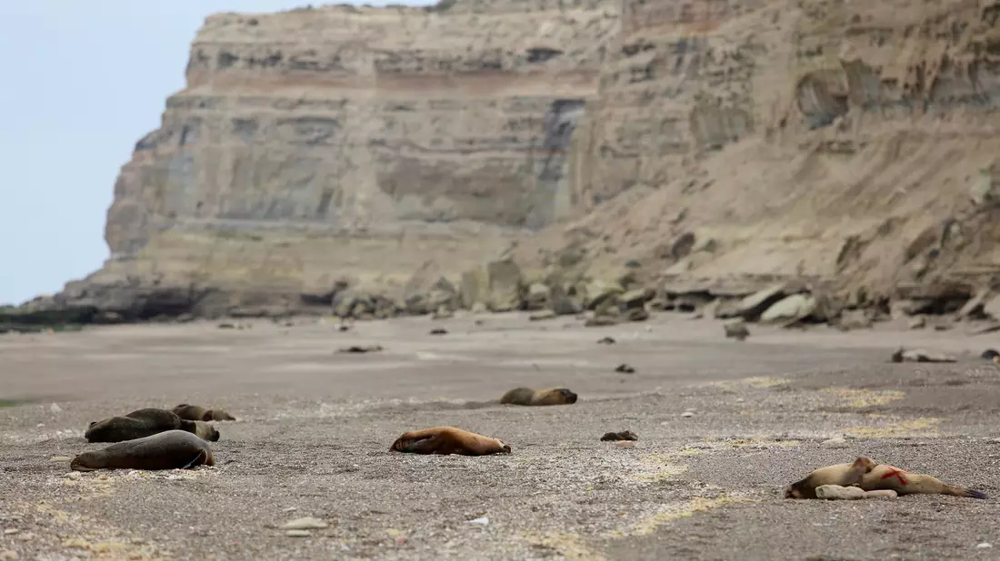 Zahlreiche tote Mähnenrobben liegen an einem patagonischen Atlantikstrand nahe Viedma. - Bild: Juan Macri/AP/dpa
