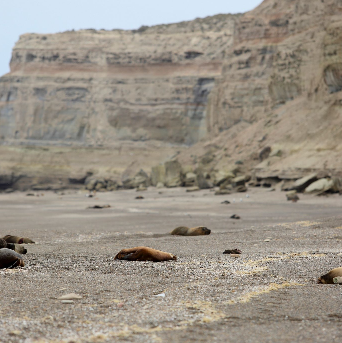 Zahlreiche tote Mähnenrobben liegen an einem patagonischen Atlantikstrand nahe Viedma. - Foto: Juan Macri/AP/dpa