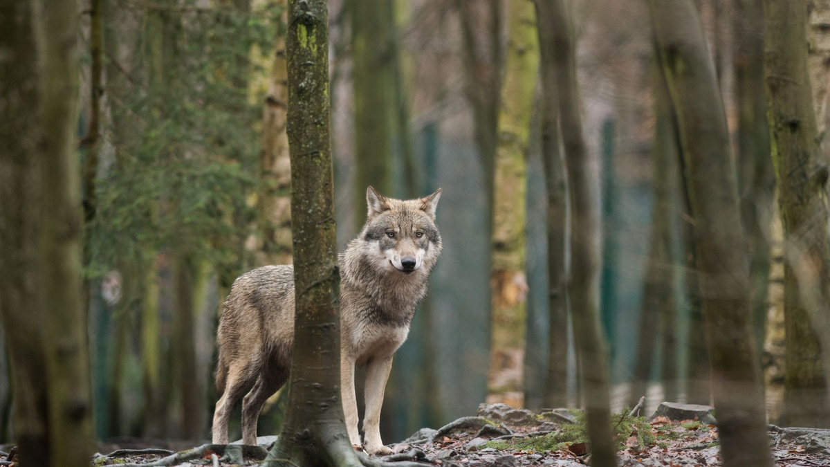 Ein Wolf steht in einem Tierpark in Sachsen-Anhalt in seinem Gehege. Die Ampel-Koalitionäre wollen das Zusammenleben von Weidetieren, Mensch und Wolf so gestalten, «dass trotz noch steigender Wolfspopulation möglichst wenige Konflikte auftreten». - Foto: Klaus-Dietmar Gabbert/zb/dpa