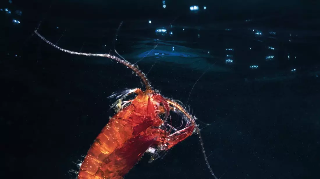 Ruderfußkrebse (Copepoda) bilden den größten Anteil des Zooplanktons. Hier ist ein eiertragendes Weibchen einer räuberisch lebenden Art zu sehen. - Bild: Mario Hoppmann/Alfred-Wegener-Institut/dpa