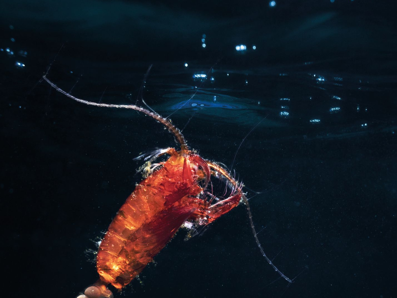 Ruderfußkrebse (Copepoda) bilden den größten Anteil des Zooplanktons. Hier ist ein eiertragendes Weibchen einer räuberisch lebenden Art zu sehen. - Foto: Mario Hoppmann/Alfred-Wegener-Institut/dpa