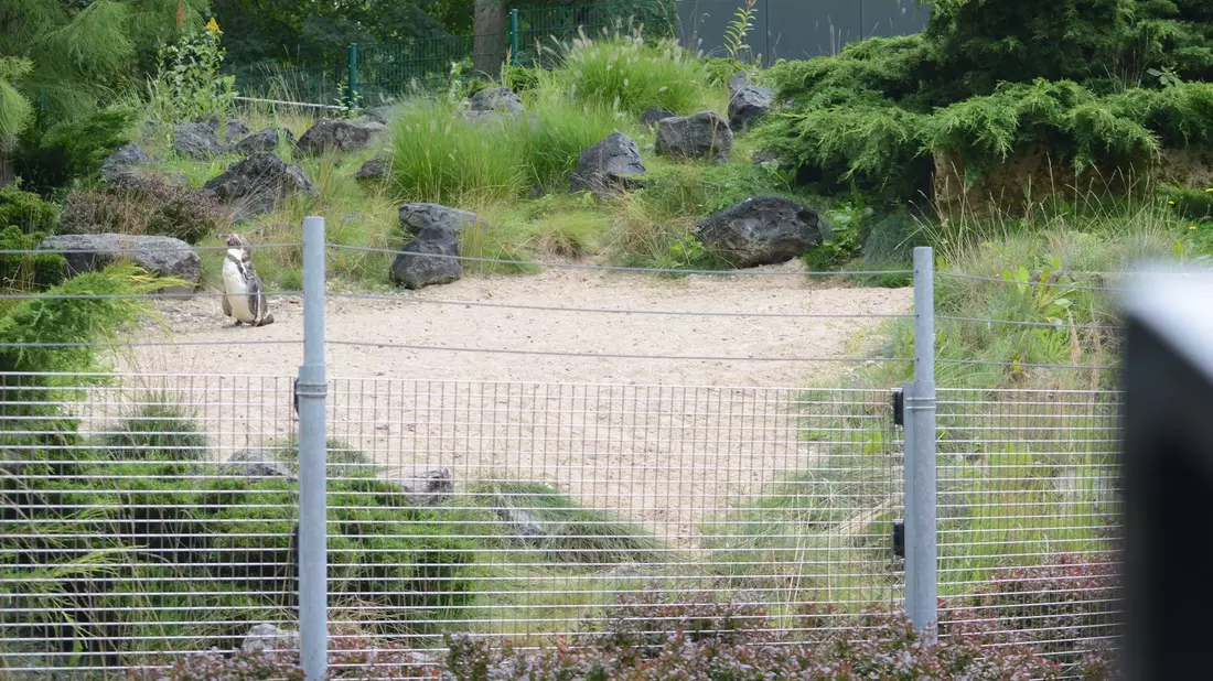 Das Pinguin-Gehege im Zoo von Rostock. - Bild: Christopher Hirsch/dpa