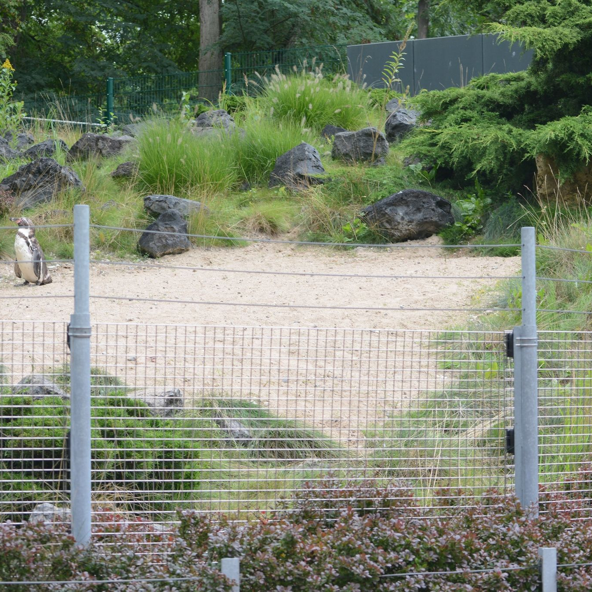 Das Pinguin-Gehege im Zoo von Rostock. - Foto: Christopher Hirsch/dpa