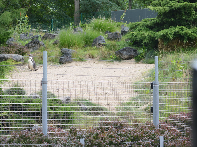 Das Pinguin-Gehege im Zoo von Rostock. - Foto: Christopher Hirsch/dpa