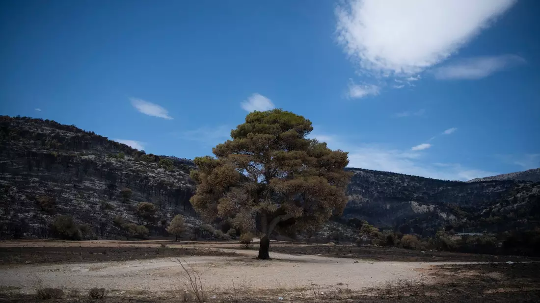 Ein Baum steht in einem verbrannten Wald im Nordwesten Athens. - Bild: Michael Varaklas/AP