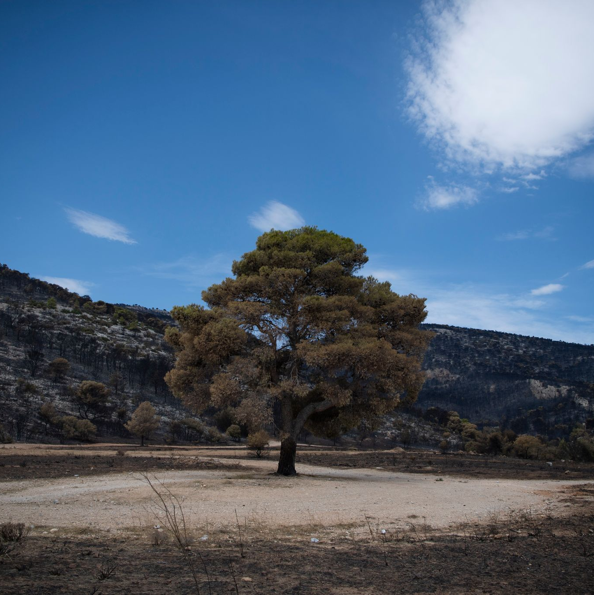 Ein Baum steht in einem verbrannten Wald im Nordwesten Athens. - Foto: Michael Varaklas/AP