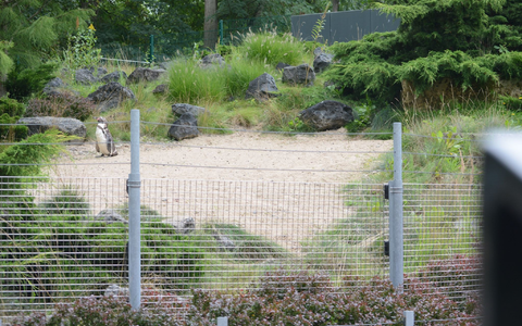 Das Pinguin-Gehege im Zoo von Rostock. - Foto: Christopher Hirsch/dpa